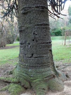 As a monkey puzzle ages, old branches fall, creating patterns in the bark.