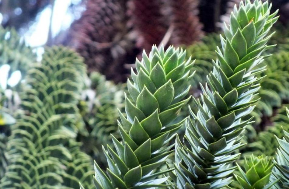 Monkey puzzle leaves have sharp tips.