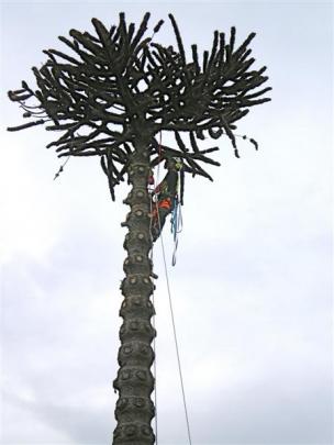 The dying canopy of this monkey puzzle in Roslyn is clearly seen as arborist Alvar Del Castillo...