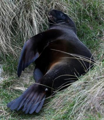 One of the area's resident sea lions.