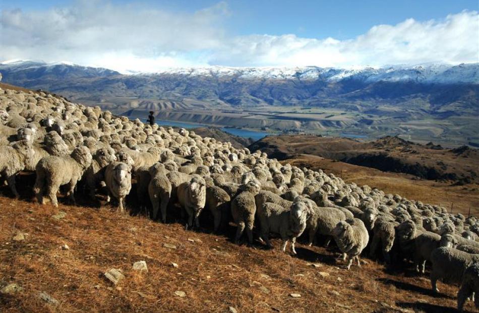 Merino sheep on Bendigo Station, the inspiration for Christina Perriam. Photo supplied.