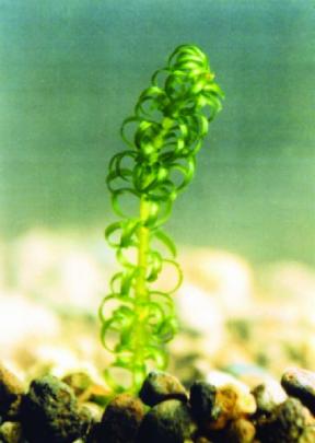 Lagarosiphon