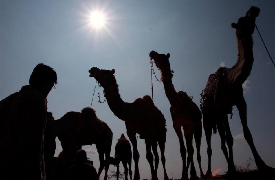Camels are displayed for selling in an animal market in Karachi, Pakistan, ahead of the Muslim...