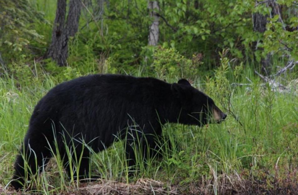 A black bear in Alaska. Photos by Steve Holmes.