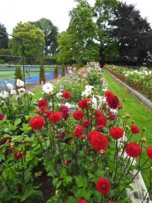 Raised beds help the soil to drain, reducing rot in the tubers.