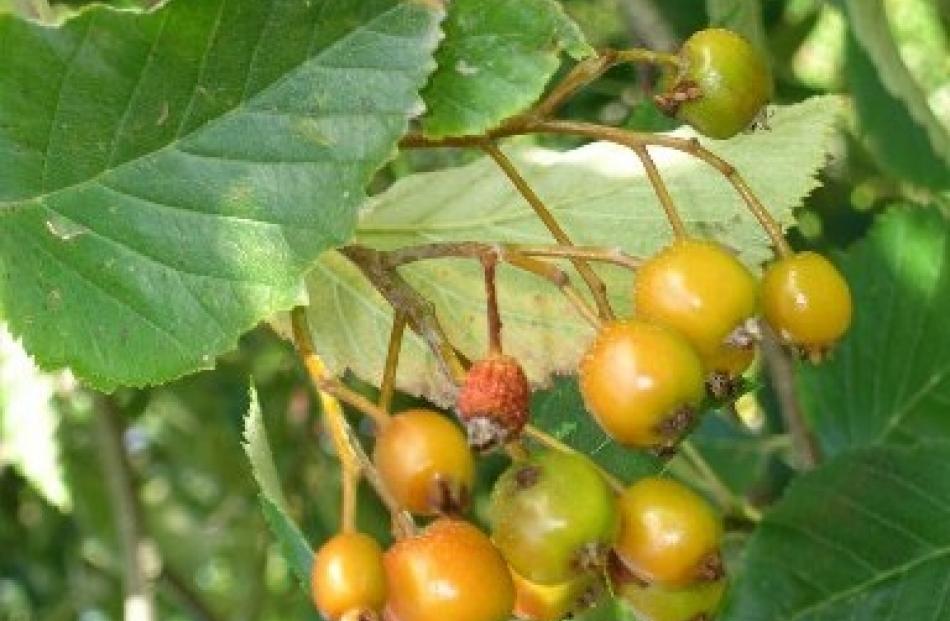 The common whitebeam (Sorbus aria) is closely related to the rowan.