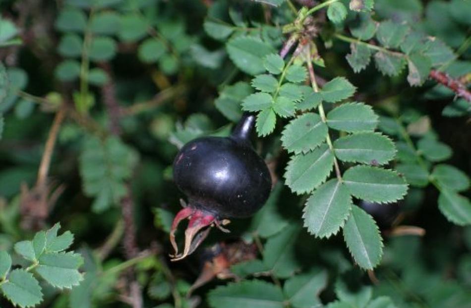 Shiny black hips are the hallmark of the burnet rose (Rosa pimpinellifolia, formerly R....