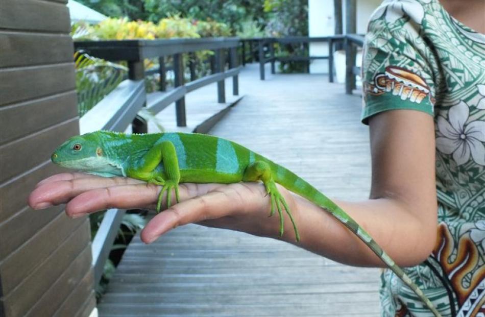 A staff member holds a Fijian banded gecko at Kula Eco Park.