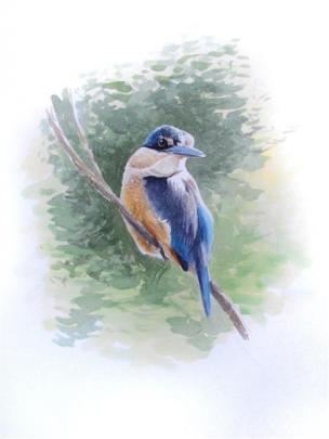 Illustration from The Hand Guide to the Birds of New Zealand, of a kingfisher.