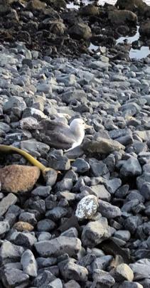 The bird after being released at Blackhead Beach.