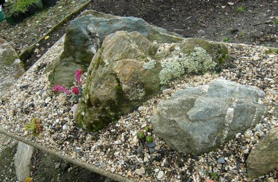 An alpine garden Lesley Cox created in an old wash tub.