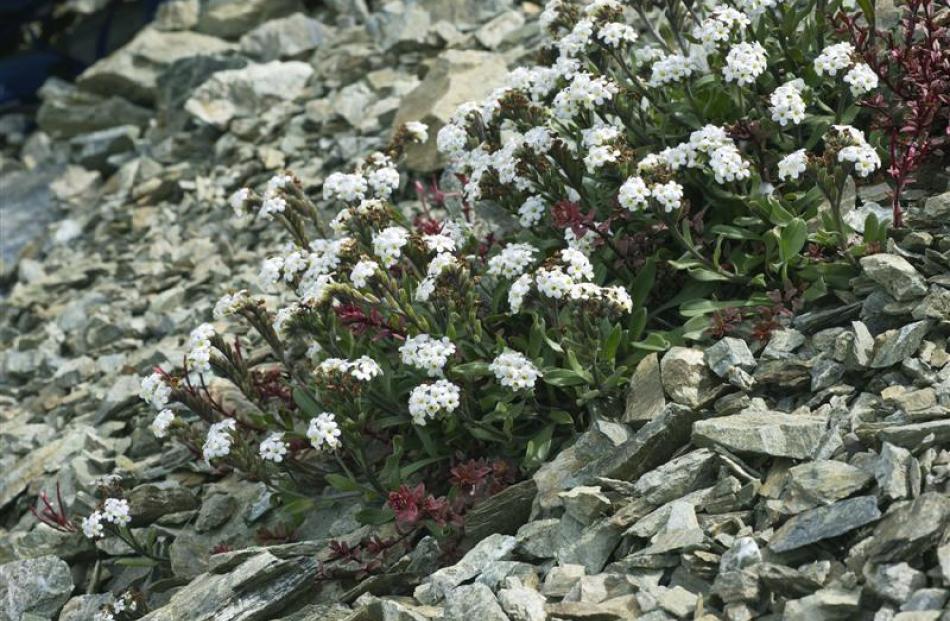 David Neill has recreated a scree slope to grow native Myosotis sp `Livingstone' in his garden.