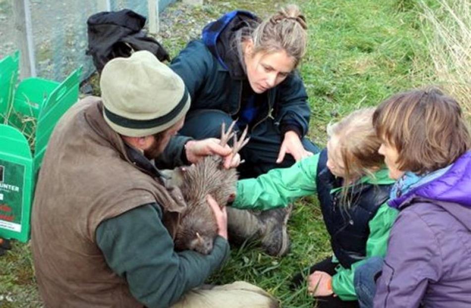 Doc ranger Sian Bent and Orokonui conservation manager Elton Smith prepare a kiwi for release...