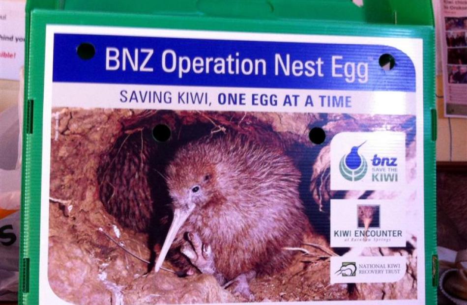 Operation Nest Egg kiwi travel safely in individual carry boxes.