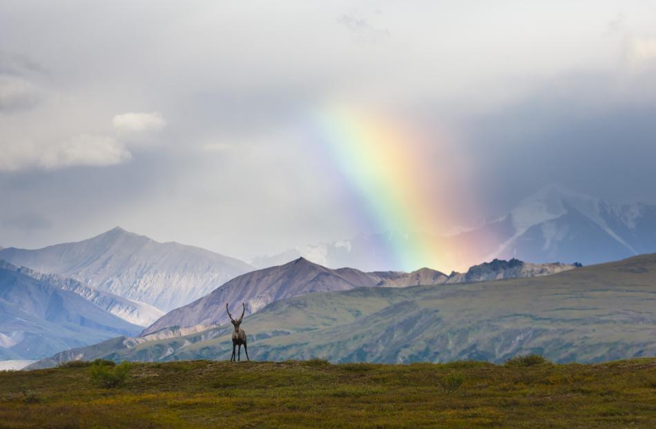 Denali National Park in Alaska. PHOTO: STATE OF ALASKA/MICHEAL DEYOUNG