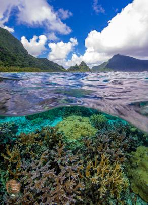 South Pacific coral is found on Ofu Island in the National Park of American Samoa. PHOTO:...