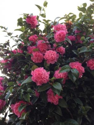 Camellias and rhododendrons can be moved now.