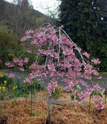 A weeping flowering cherry planted to remember Paul Hudson's mother, Nan.