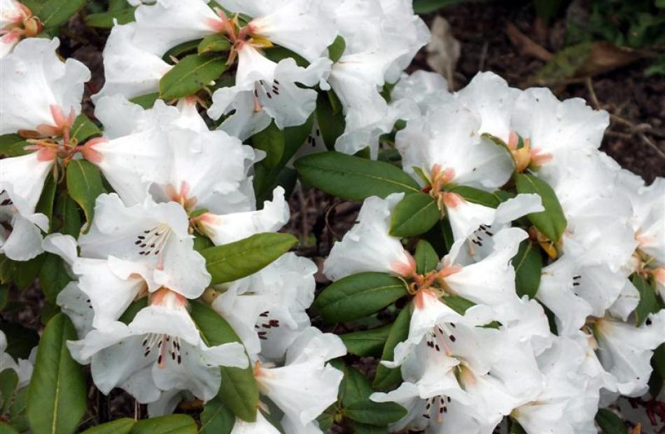 Rhododendron September Snow was bred by a Dunedin man, the late Bruce Campbell.