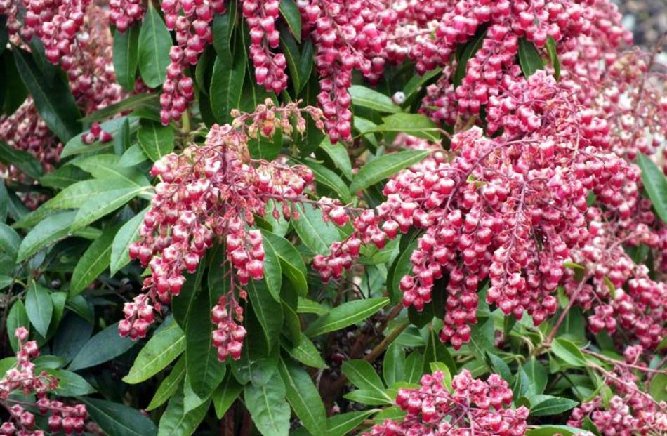 This Pieris came into bloom before other shrubs.