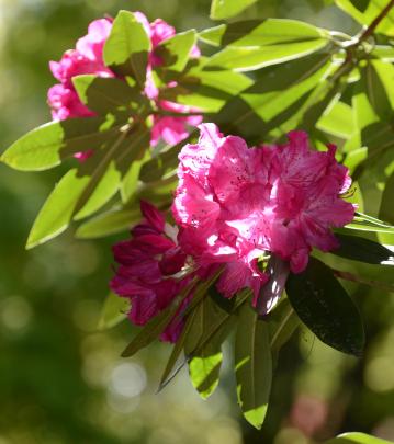 Rhododendron Cynthia