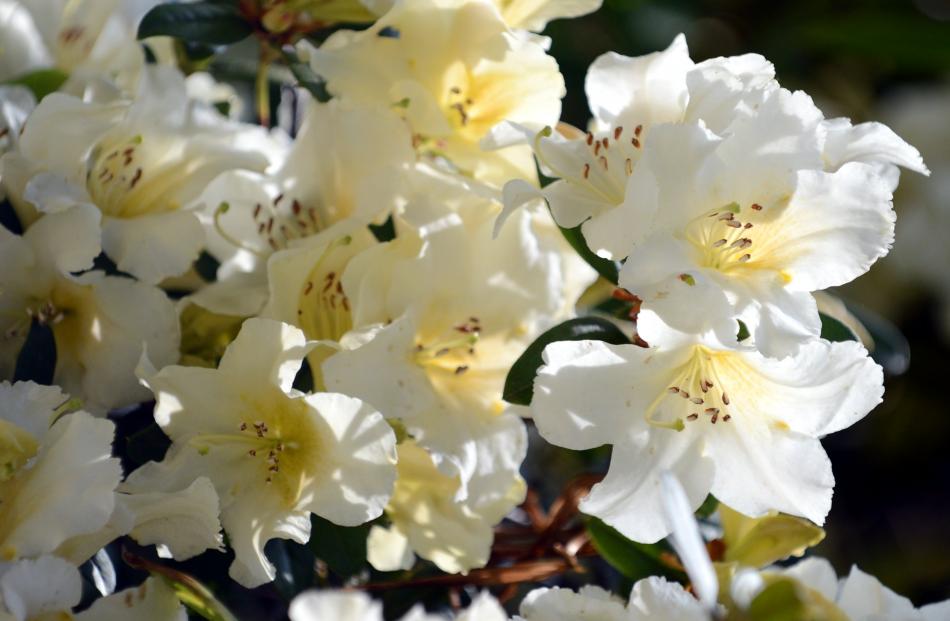 Rhododendron Ken Burns