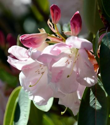 Rhododendron loderi Sir Edmund