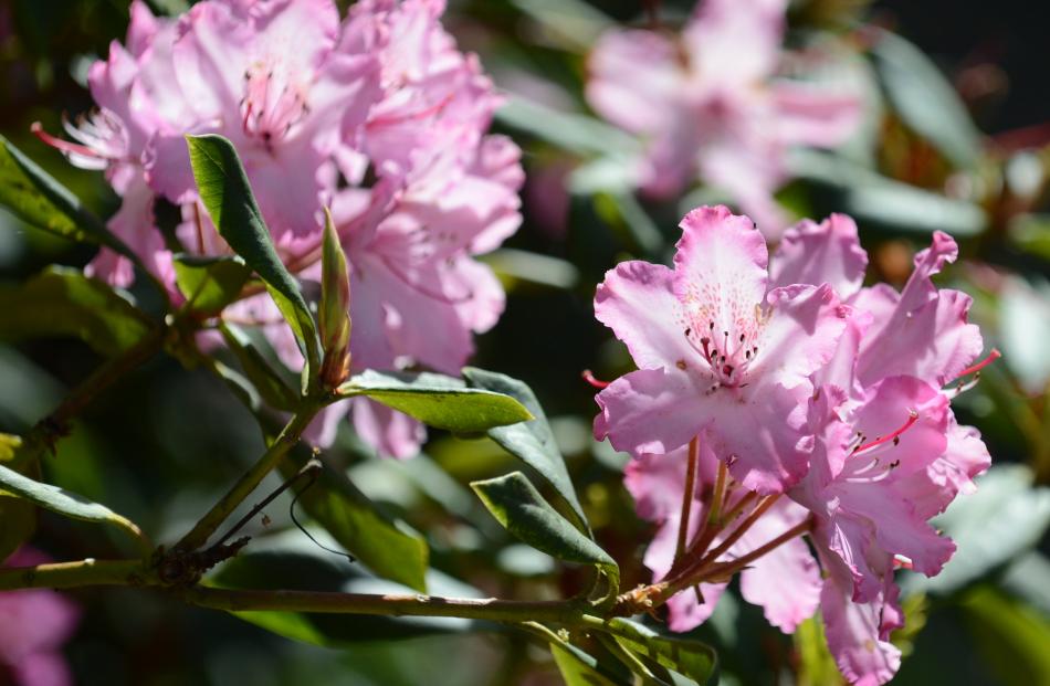 Rhododendron Marion