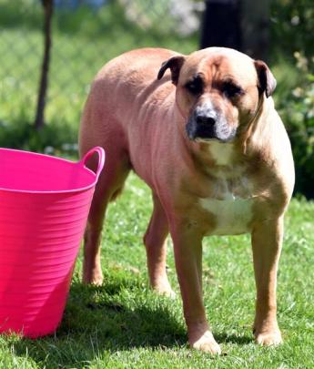 Pitbull-bull mastiff cross Carla, who scared burglars away from a house in Wakari. Photos: Peter...