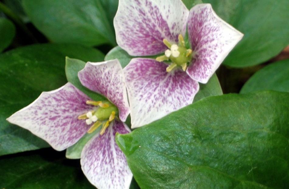 Delicate markings feature on little Trillium rivale Purple Heart. Photos by Gillian Vine.