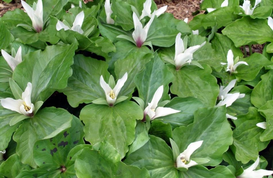 Sessile trilliums, like these, have no flower stems.