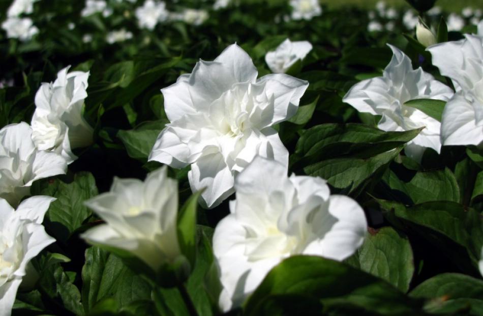 T. grandiflorum Flore Pleno, propagated by James Urquhart, of Hawea. Photo by Mark Price.