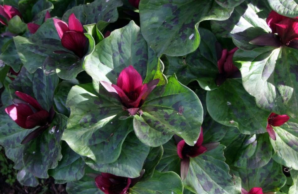 Trillium chloropetalum is popular for its large red or white flowers and sweet perfume. Photo by...