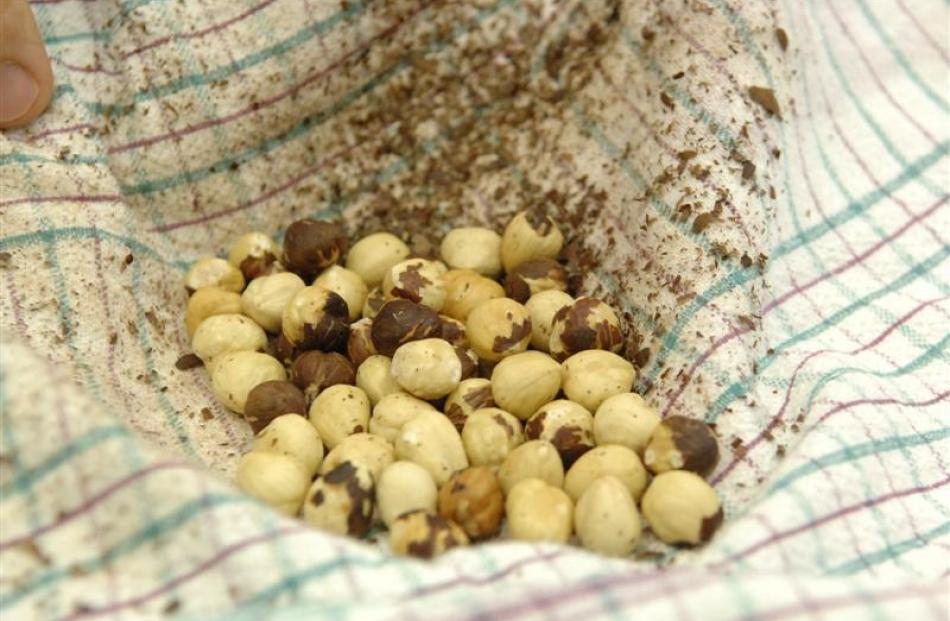 how_to__roast_and_skin_hazelnuts_3115287204.jpg