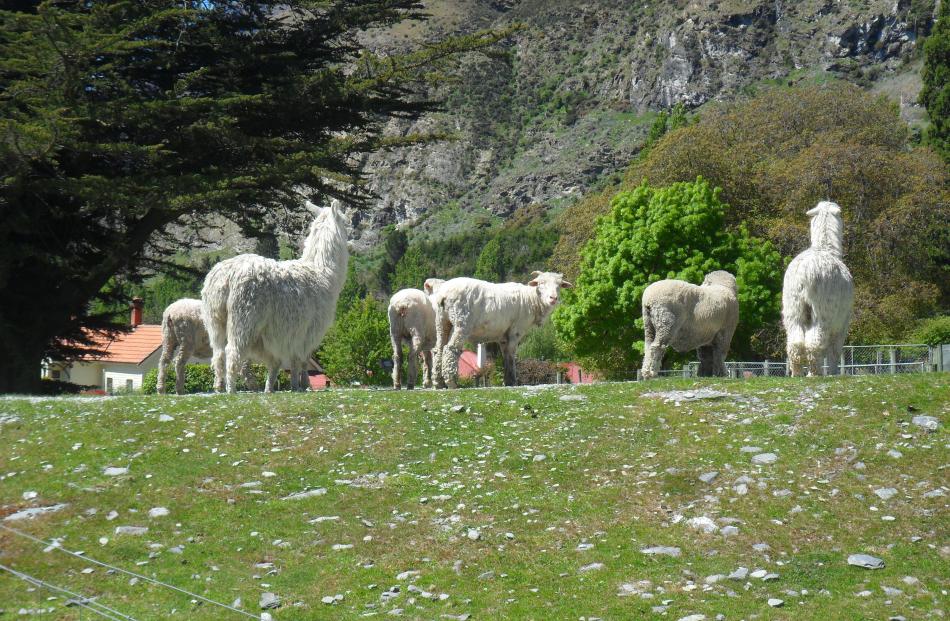 Sheep, goats and alpacas share a paddock at Walter Peak. Photo: supplied