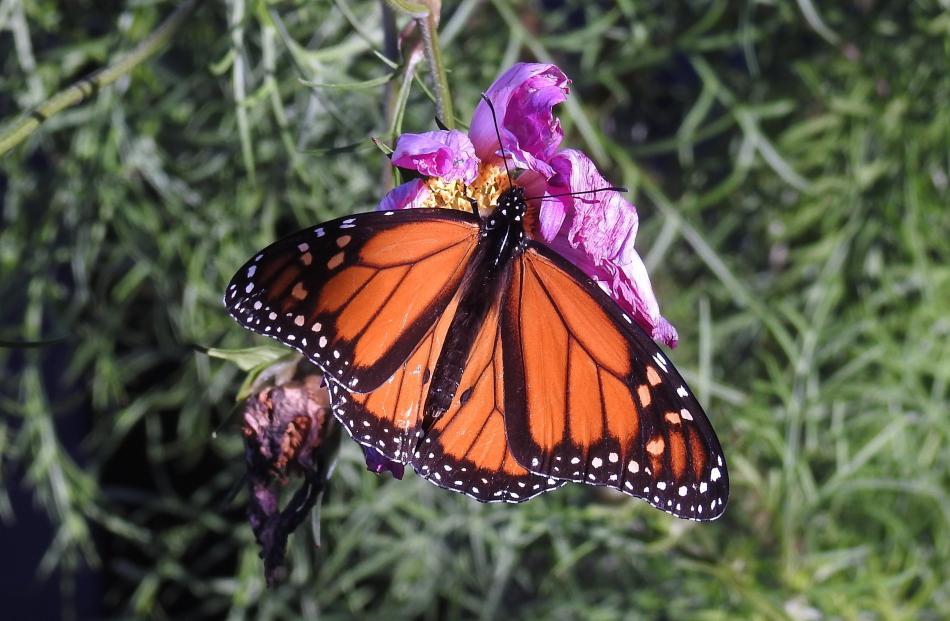 A monarch butterfly feeds from a wilting cosmos flower. PHOTO: LOUISE FRAMPTON