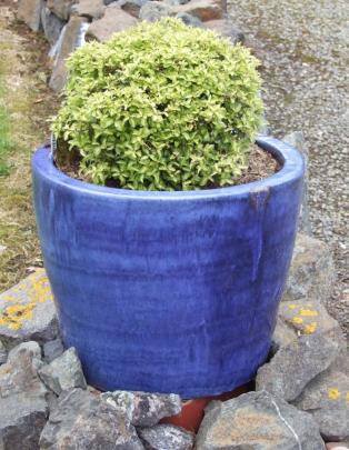 Golden Ball grown in a pot.