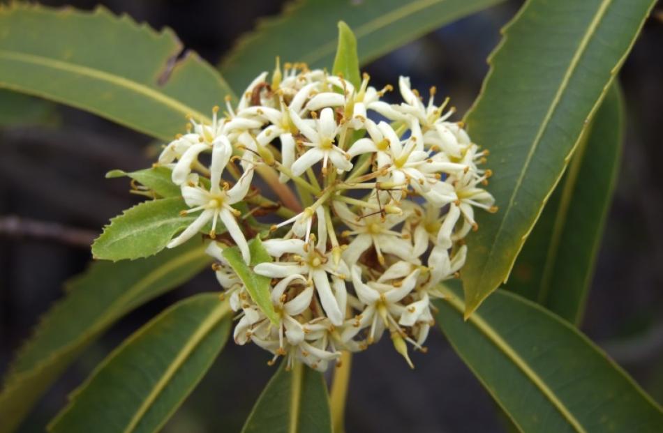 Pittosporum dallii is a rare species from Nelson.