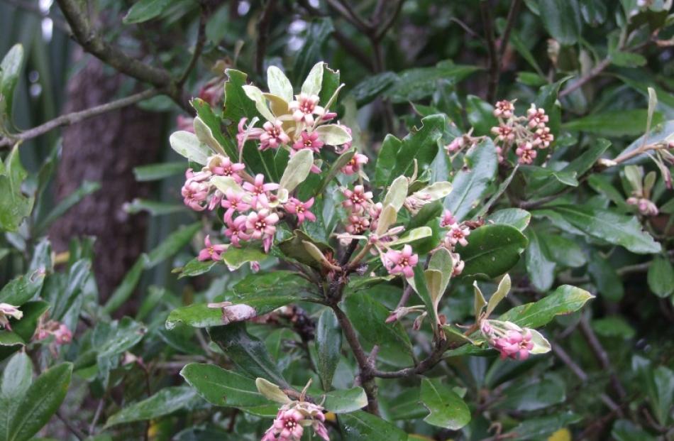 Pittosporum umbellatum has scented flowers in spring.