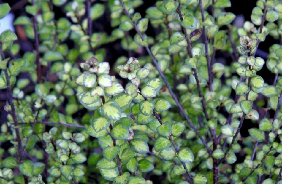 Tandarra Gold is one of the prettiest small-leaved pittosporums.