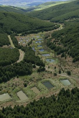 An aerial view of koura ponds. Photo by Alex Lovell-Smith Photography.