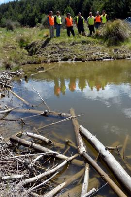 Inspecting an established koura pond in Naseby Forest.