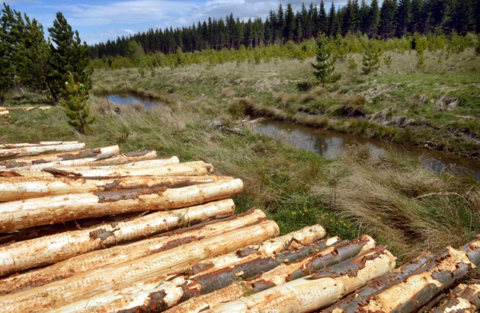 Logging and koura farming operate alongside each other in Naseby Forest.