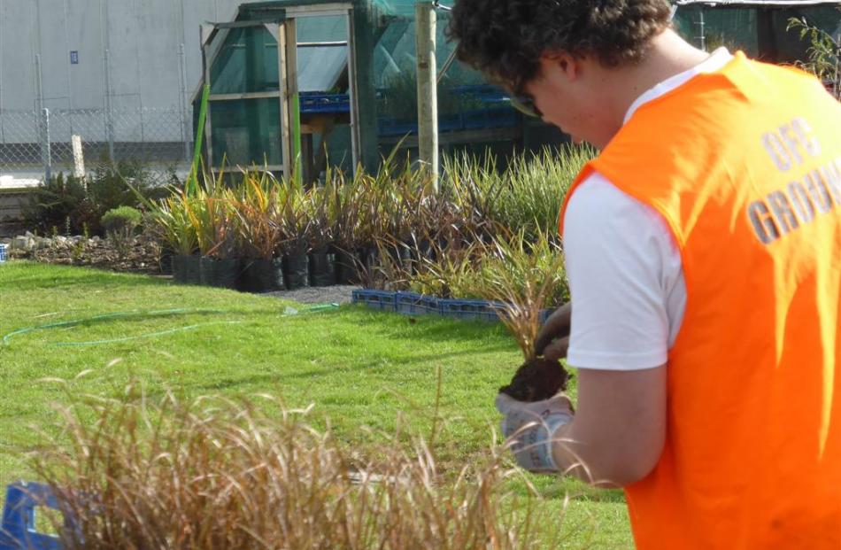 An Otago Corrections Facility prisoner helps cultivate some of the more than 2000 plants donated...