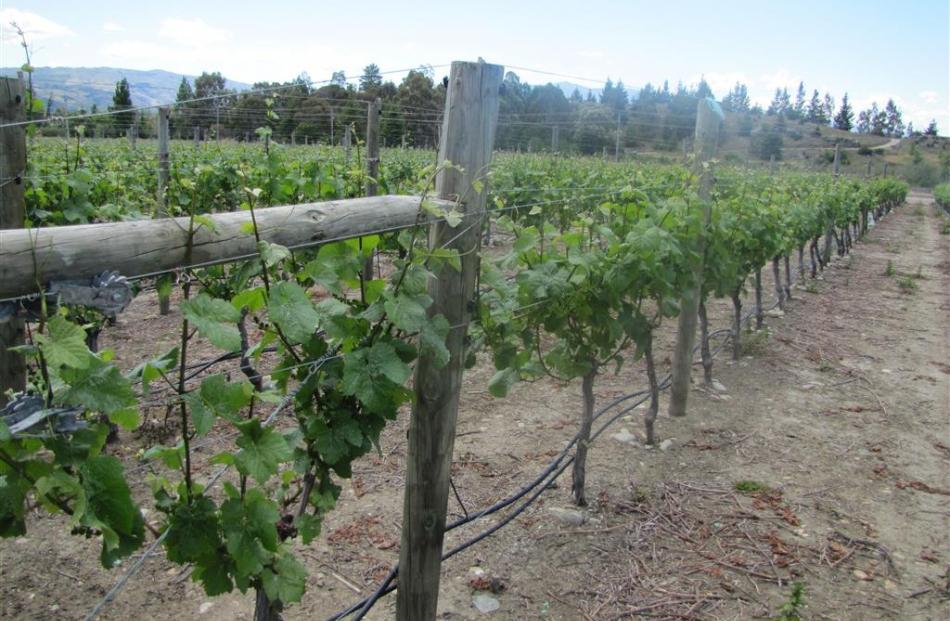 Pinot noir grapevines at the Como Estate Vineyard, which may have been planted in wine grapes as...