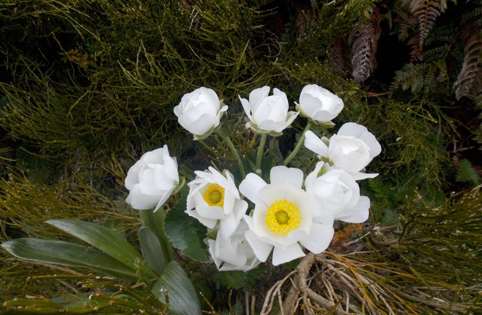 Mount Cook lilies, which are actually buttercups, starting to emerge. Photo: Liz Breslin