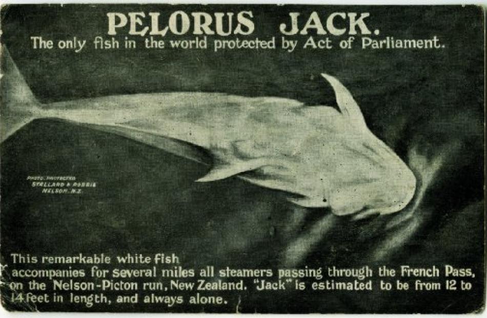 A Risso’s dolphin, Pelorus Jack first appeared in 1888 and for 24 years accompanied boats through...