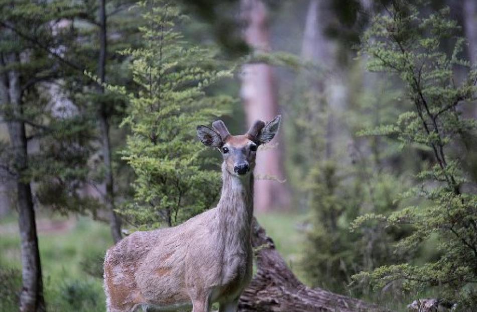 A white-tailed deer. Photo by Stan McDonald.