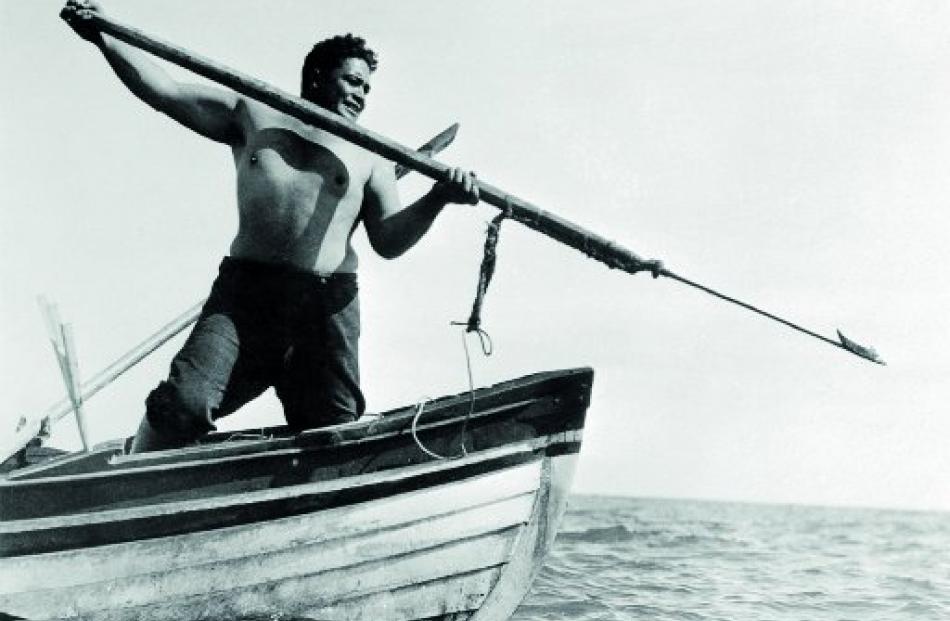 A Maori whaler aims a harpoon  in 1936. The photograph was captioned: ‘‘A heroic (but vanishing)...