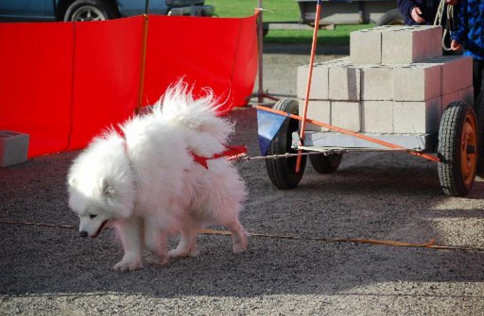 Dog Yogi Bear competes in a weightpull competition in Mosgiel. Photo supplied.